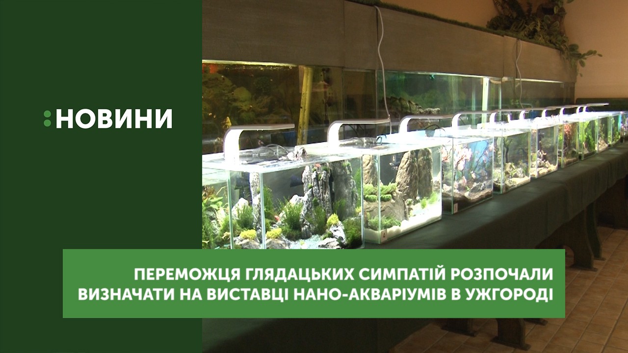 На виставці нано-акваріумів в Ужгороді визначали переможця глядацьких симпатій